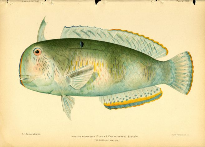 THE PEACOCK WRASSE print (Iniistius Pavoninus Cuvier)