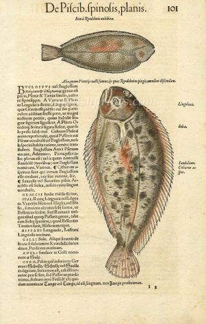 CONRAD GESNER - SOLE FISH PRINT WOODCUT 1560
