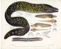 RICHARDSON - THE HELENA MORAY EEL (Muraena Helena) 1839 -1843