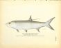 THE TARPUM OR GRAND ECAILLE - TARPON print