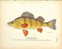 THE YELLOW PERCH print