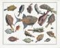 SEBA - TRIGGERFISH, PUFFER, PORCUPINE, COW & BOXFISH print 1724 - 1769