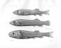 BATHYROCETES & LEPTOCHILICHTHYS   - Garman deep sea fish print