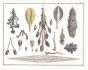 SEBA TAB XVI. MARINE LIFE: COMMON GOOSE BARNACLES, LAMPSHELL, CLAM, SEA PEN shell print  1735