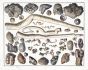 SEBA - MARINE LIFE: SEA WORM TUBES AND BARNACLES ON STONES AND MOLLUSC SHELLS print ( POLCHAETA & CIRRIPEDIA) 1724 -1769