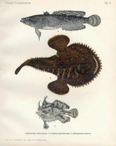 THE TOAD FISH, ANGLER, & MARBLED SARGASSO FROGFISH print (Lophius piscatorius, Antennarius histrio)