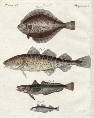 THE PLAICE, COD, HAKE, HADDOCK print