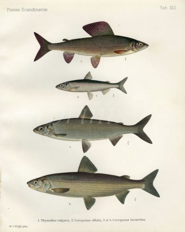 THE GRAYLING, VENDACE, BLUE & GREY GWYNIAD print (Thymallus, Goregonus)
