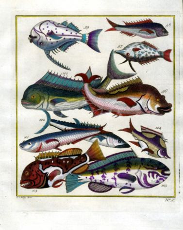 PLATE TEN: DORADO, SPANISH MACKEREL, GROUPER print