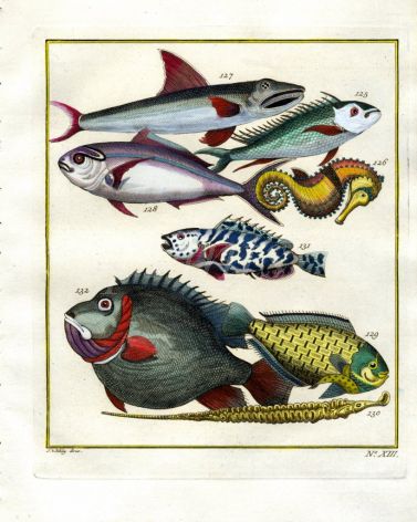 PLATE THIRTEEN:  JOBFISH, SEA HORSE, FUSILIER print