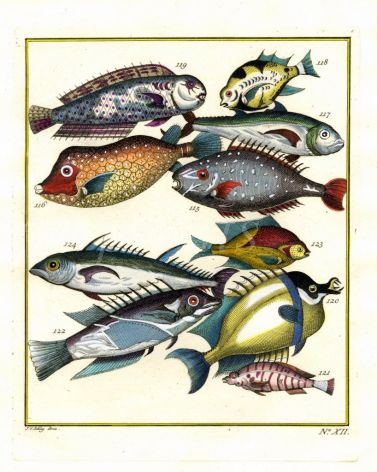 PLATE TWELVE: UNICORNFISH, BOXFISH, WRASSE print