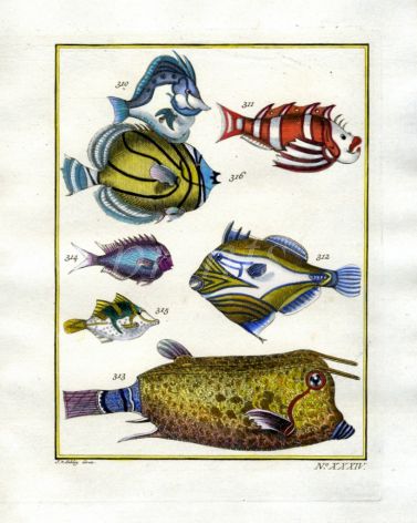 PLATE THIRTY FOUR: BOARFISH, SCORPIONFISH, FILEFISH, LONGHORN COWFISH print