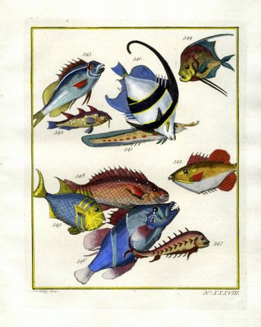 PLATE THIRTY EIGHT:  GOATFISH, POMPANO, SPINY EEL, REEF TRIGGERFISH print