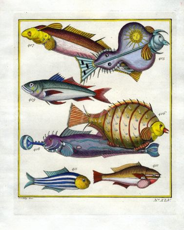 PLATE FORTY FIVE:  CABOS, GUITARFISH, JOBFISH, PORCUPINE FISH, AMBON WAFFLE IRON print