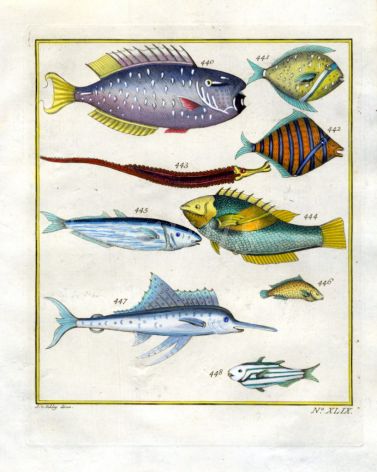 PLATE FORTY NINE: VLAMINGH'S UNICORNFISH, HORNED PIPEFISH, SIX-BANDED ANGELFISH, MACKEREL, REAR ADMIRAL, SAILFISH print
