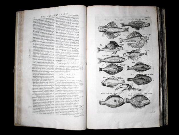 JONSTON & MERIAN - BOOK DETAIL