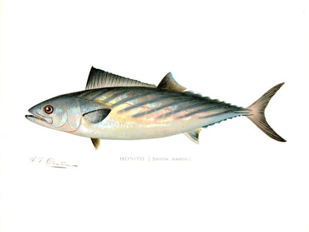 THE BONITO print (Sarda Sarda)