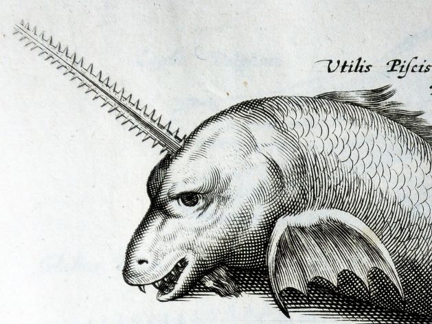 JONSTON & MERIAN - BOOK DETAIL