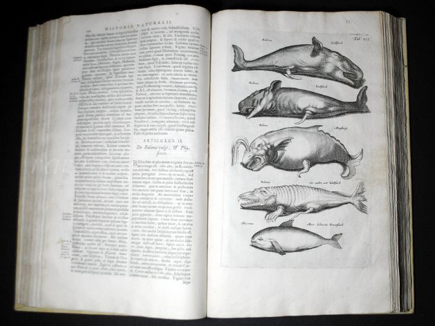 JONSTON & MERIAN - BOOK DETAIL