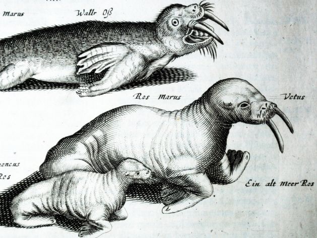 JONSTON & MERIAN - BOOK DETAIL