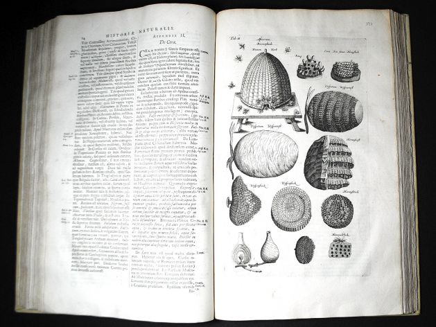 JONSTON & MERIAN - BOOK DETAIL