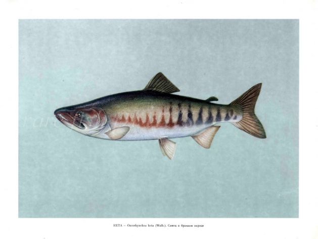 THE CHUM SALMON or DOG SALMON Male print