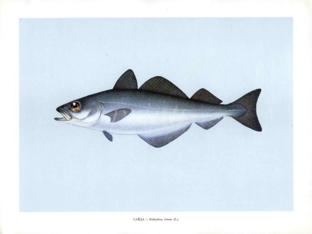 THE COALFISH print