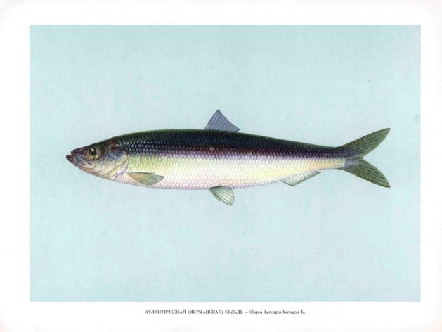THE ATLANTIC HERRING print