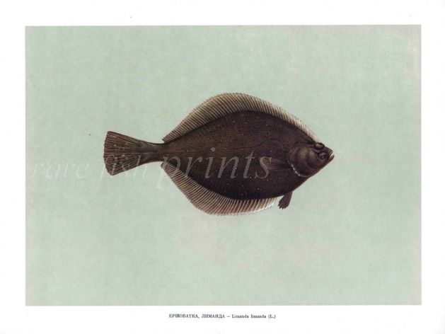 THE YELLOWFIN SOLE print