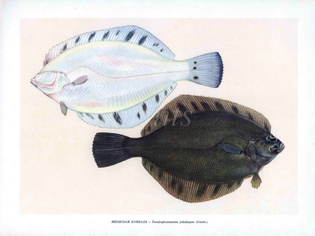 THE MARBLED SOLE print