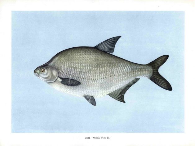 THE COMMON BREAM or BRONZE BREAM print