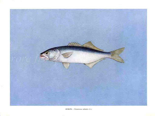 THE BLUEFISH print