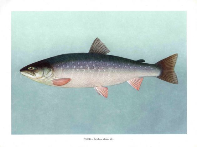 THE ALPINE CHAR print