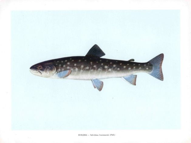 THE  WHITE SPOTTED CHAR print