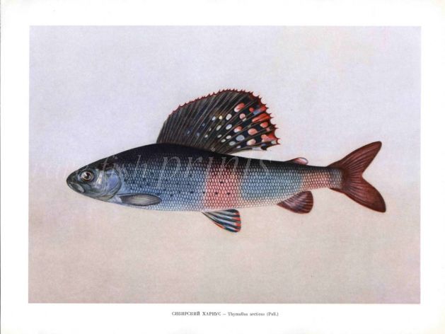 THE ARCTIC GRAYLING print