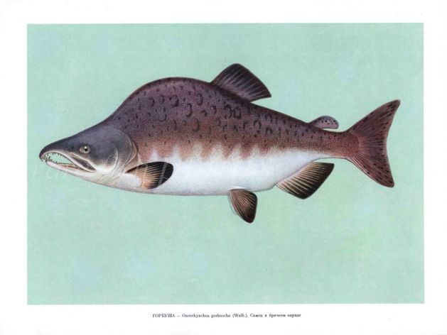 THE PINK SALMON OR HUMPBACK SALMON print
