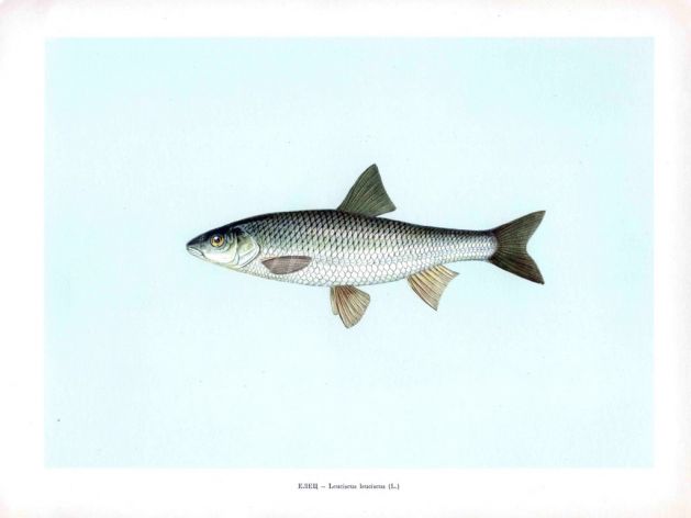 THE DACE print