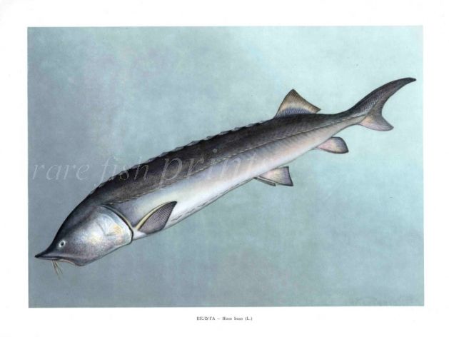 THE EUROPEAN OR BELUGA STURGEON print