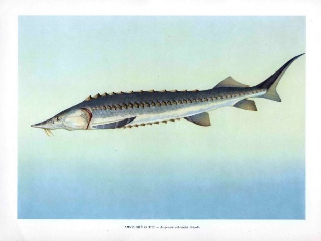 THE AMUR STURGEON print