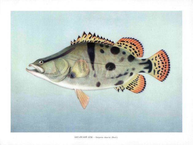 THE MANDARIN OR CHINESE PERCH print