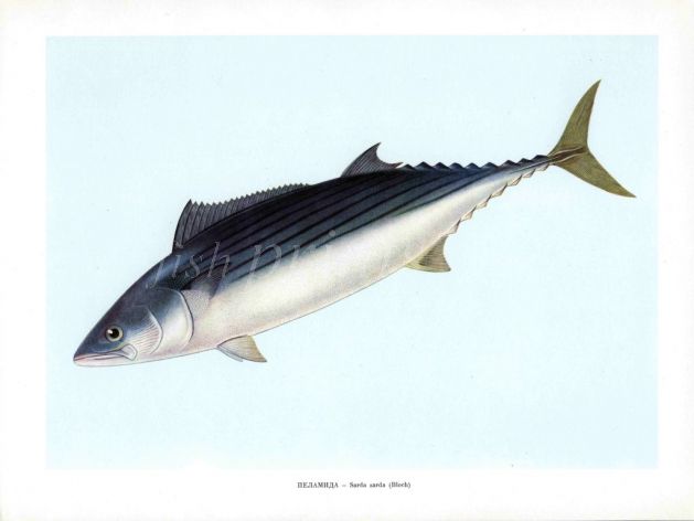 THE ATLANTIC BONITO print