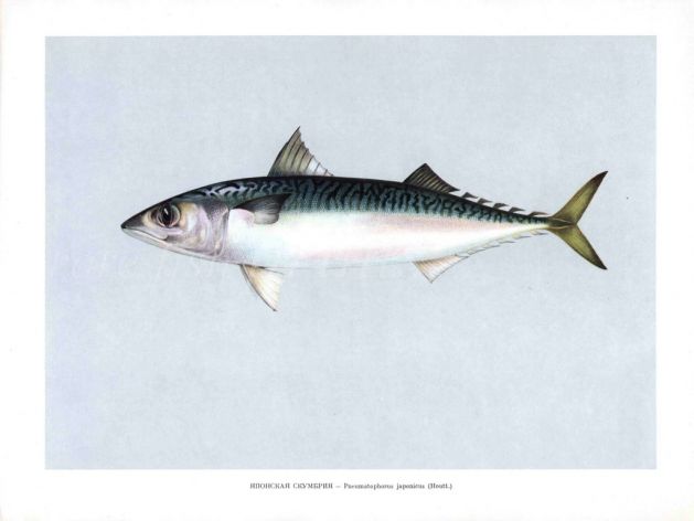 THE MACKEREL print