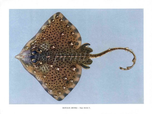 THE THORNBACK RAY print