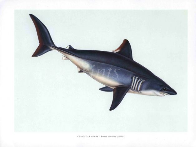 THE PORBEAGLE SHARK print