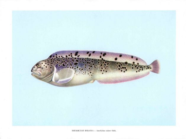THE SPOTTED WOLFFISH print