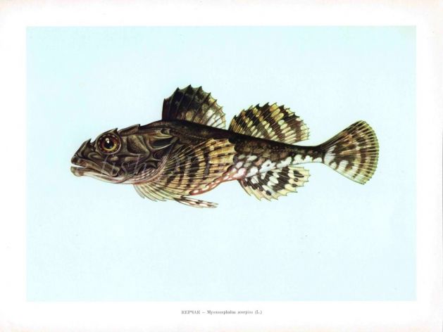 SHORT-SPINED SEA SCORPION print