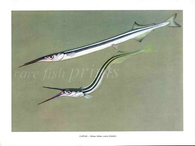 THE GARFISH print