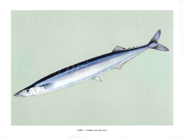 THE JAPANESE HALFBEAK print