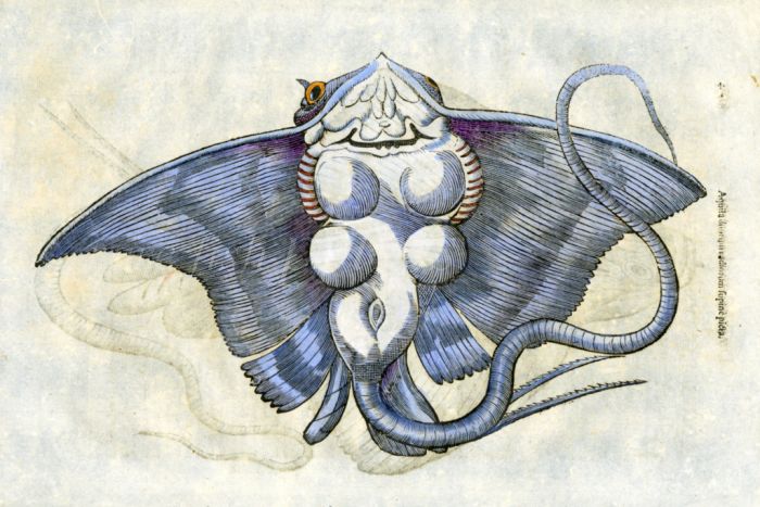 ALDROVANDI - STINGRAY woodcut fish print 1638