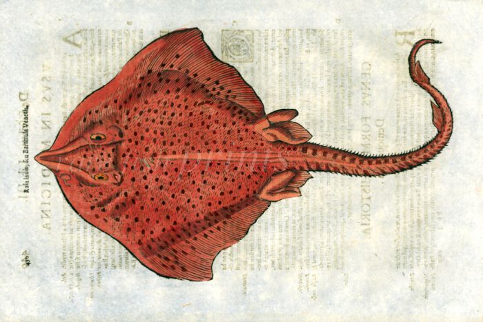 ALDROVANDI - THE SPOTTED RAY woodcut fish print 1638